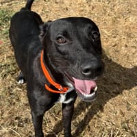 RAYA, chienne à adopter