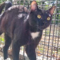 Stratios PAB28969, chat à adopter