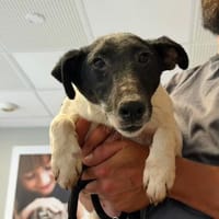 TOMY, chien à adopter