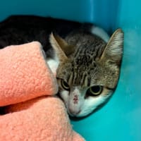 CANAILLE, chatte à adopter