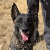 BRASKO, chien à adopter