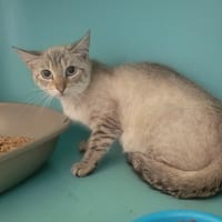 GYOZA, chatte à adopter