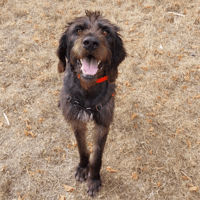 GERARD, chien à adopter