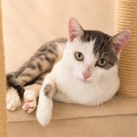 Skoty, chat à adopter
