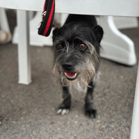 sanka (adoption duo avec Soaf), chien à adopter
