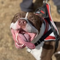 SOLAL, chien à adopter