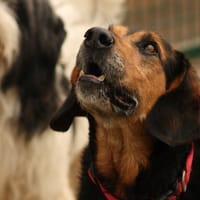 JOHNNY, chien à adopter