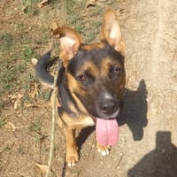 GUS, chien à adopter