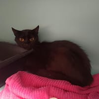 Ava, chatte à adopter