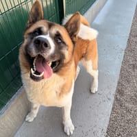 ITA, chien à adopter