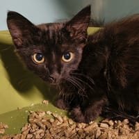 CASSIS, chatte à adopter