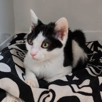 SHYLOT, chat à adopter