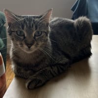 QLOTY, chatte à adopter