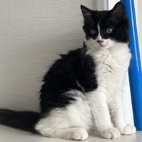 QLOTINOU, chatte à adopter