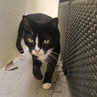 KIMY, chatte à adopter