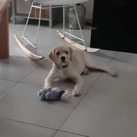 NUMBA, chienne à adopter