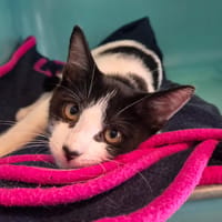 NYLS, chat à adopter