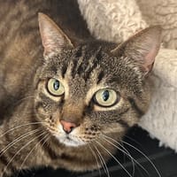 Magdalena, chatte à adopter