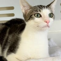 EVE, chatte à adopter