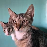 BANDI, chat à adopter