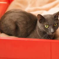 Shadow, chatte à adopter