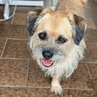 soaf (adoption duo avec Sanka), chienne à adopter