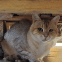 FLAMENCO, chat à adopter