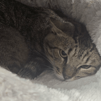 BUENO, chat à adopter