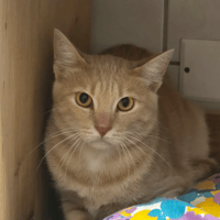 PHYSALIS, chat à adopter