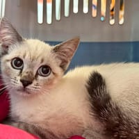 BLOOM, chatte à adopter