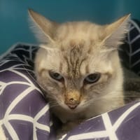 ZOLA, chatte à adopter