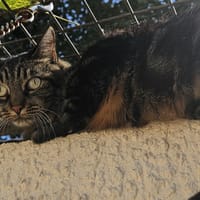 MISSELE, chatte à adopter