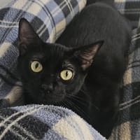 Elton (EN COURS D’ADOPTION), chatte à adopter