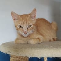 ASTRA, chatte à adopter