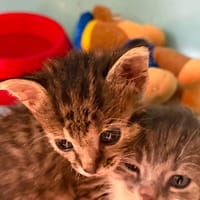BONNY, chatte à adopter