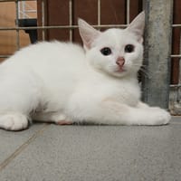 MALLORY, chatte à adopter