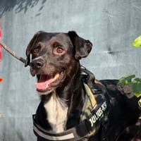 ODIN, chien à adopter
