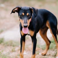 Sun [Chiot], chien à adopter