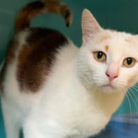 ISA, chatte à adopter