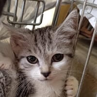 Helen, chatte à adopter
