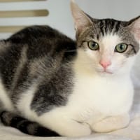 ACOSTA, chatte à adopter