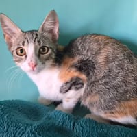 RUBY, chatte à adopter