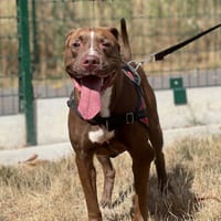 ATHENA, chienne à adopter