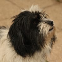 FIFI, chien à adopter
