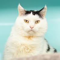 JOJO, chat à adopter