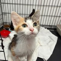 TRIKITA, chatte à adopter
