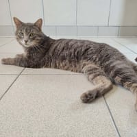 TURNER QCT, chat à adopter