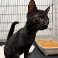PASSY, chatte à adopter