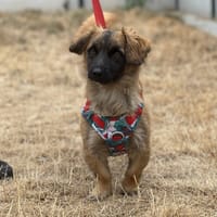 REX, chien à adopter