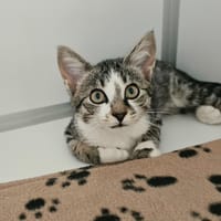 PIXIE, chatte à adopter